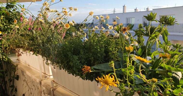 Warum einen Balkon begrünen? – Die Vorteile für Wohlbefinden, Umwelt und Stadtklima