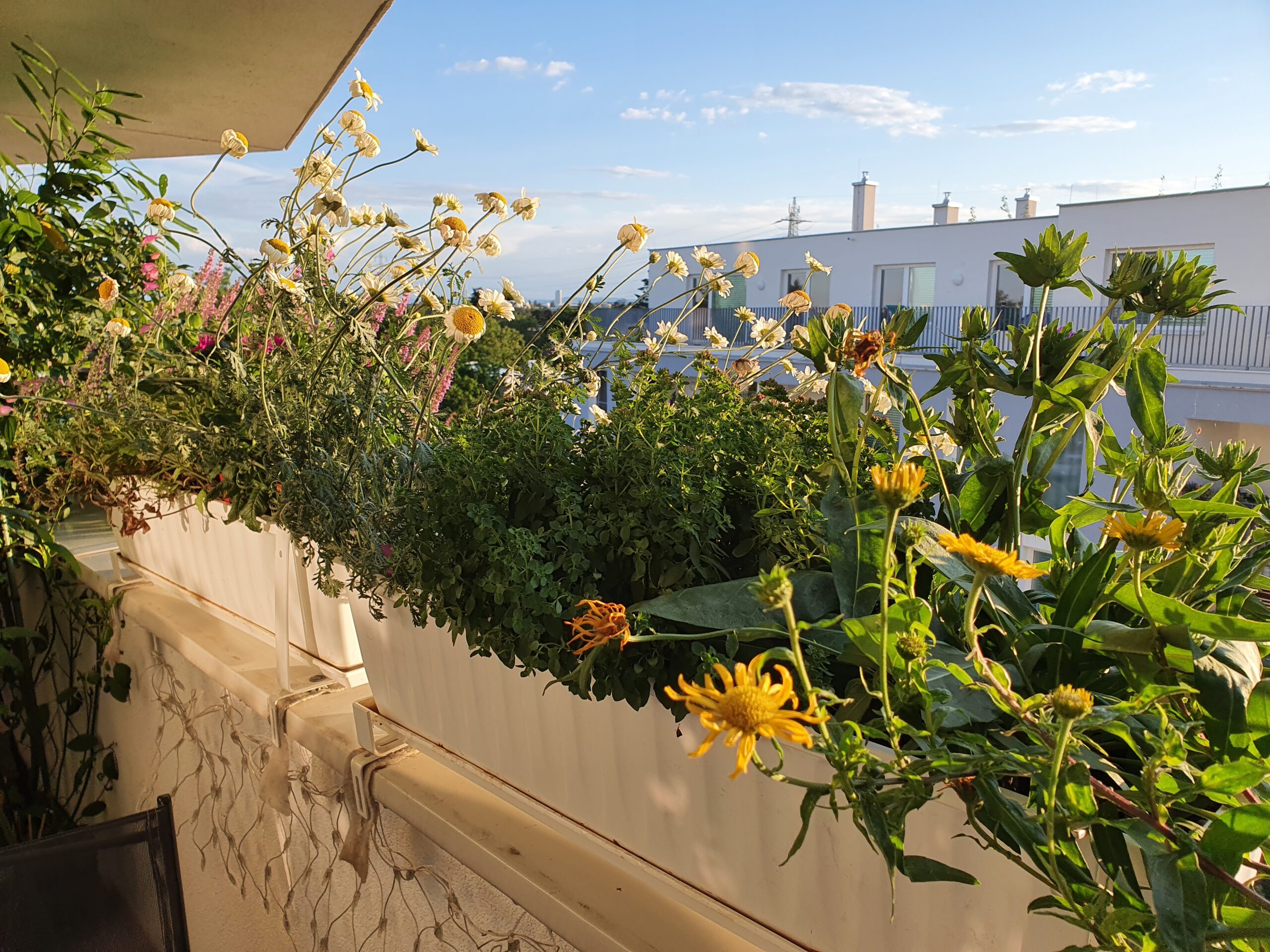 Warum einen Balkon begrünen? – Die Vorteile für Wohlbefinden, Umwelt und Stadtklima