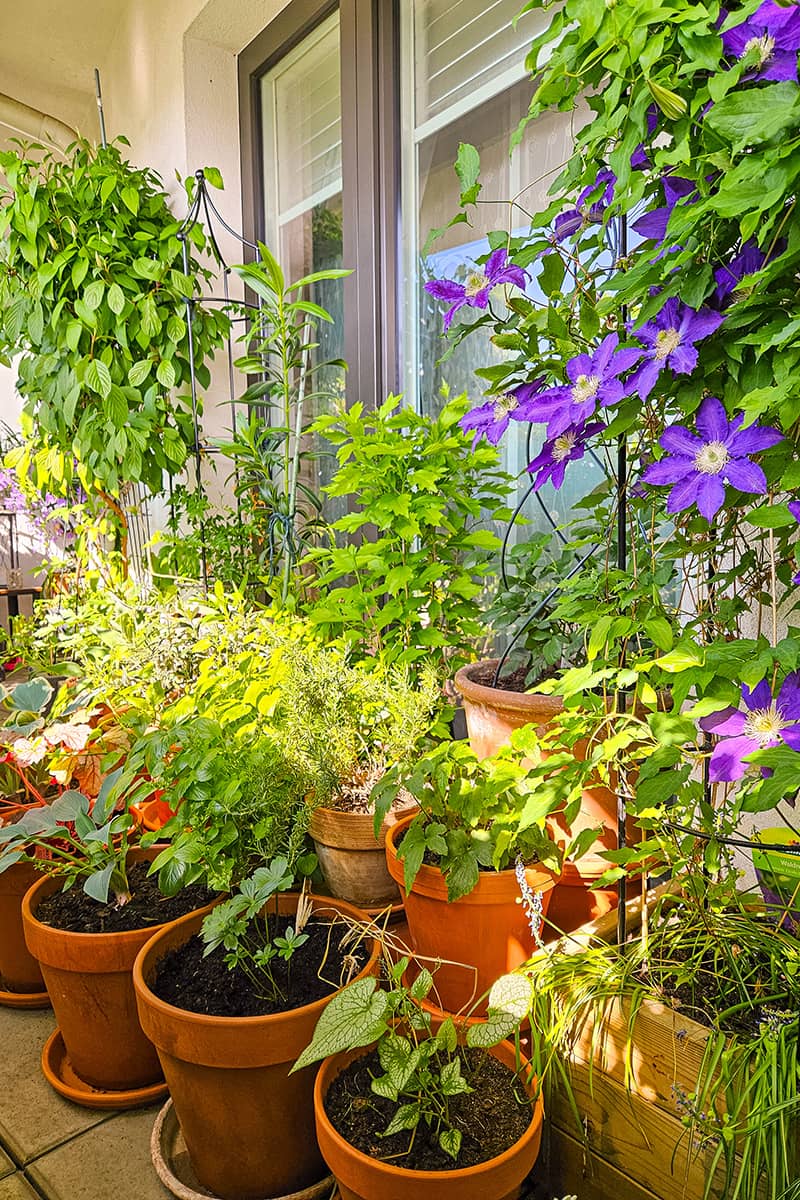 5 Tipps für einen blühenden Balkon