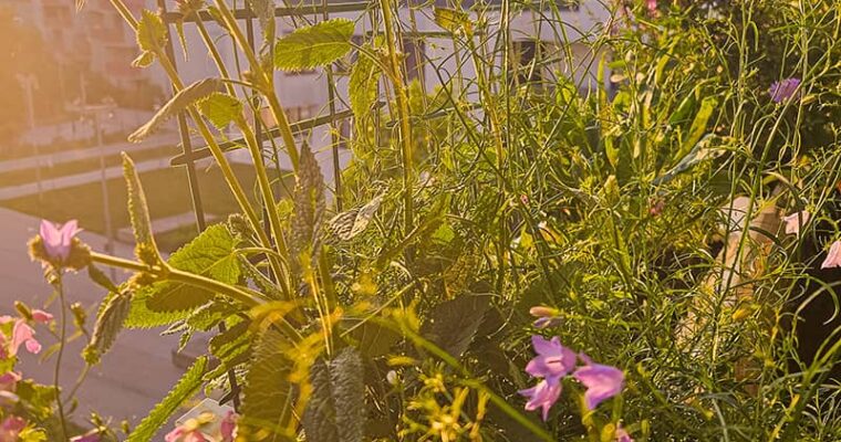 Grüner Balkon statt Moralpredigt – Umweltschutz ohne erhobenem Zeigefinger