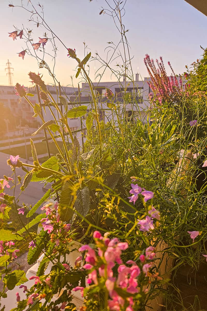 Grüner Balkon statt Moralpredigt – Umweltschutz ohne erhobenem Zeigefinger