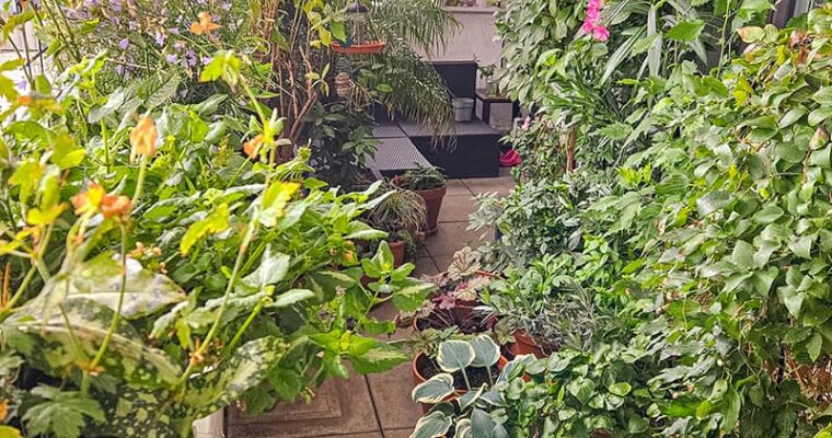 Balkontagebuch – Der Westbalkon im Juli